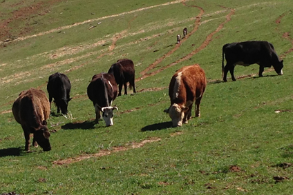 cattle2.jpg